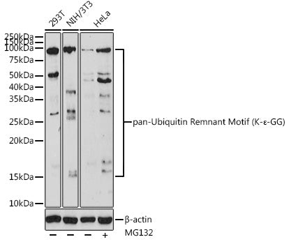 pan-Ubiquitin Remnant Motif (K-ε-GG) Rabbit pAb