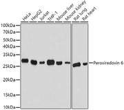 Peroxiredoxin 6 Rabbit pAb