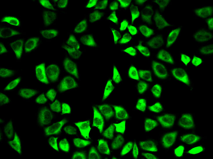 Peroxiredoxin 6 Rabbit pAb