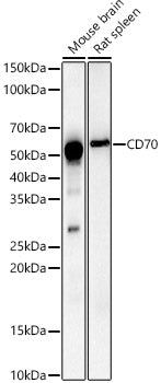 CD70 Rabbit pAb