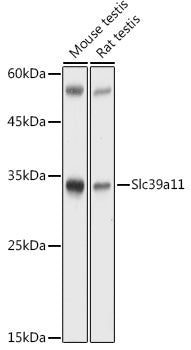 Slc39a11 Rabbit pAb