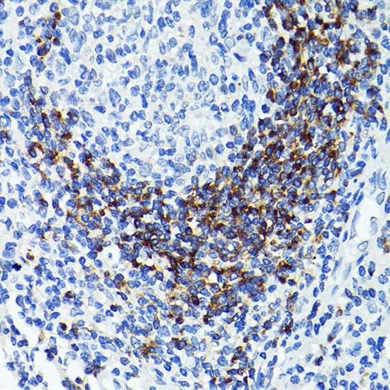 CD79B Rabbit pAb