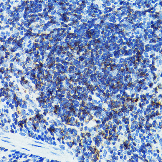 CD79B Rabbit pAb
