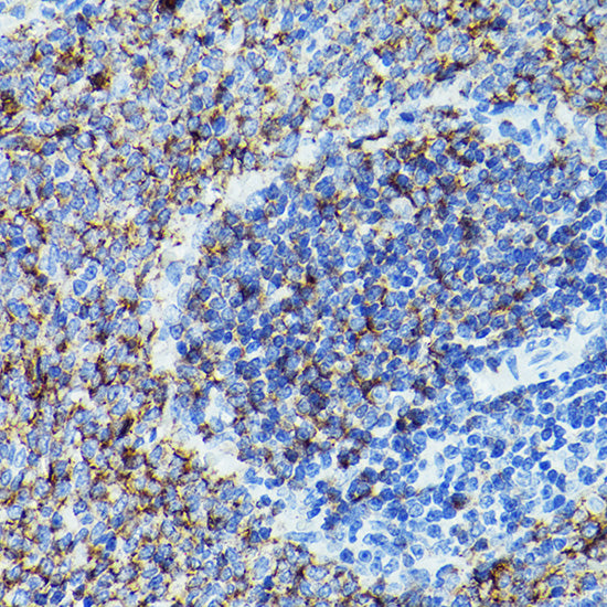CD79B Rabbit pAb