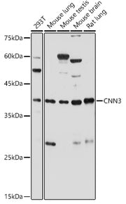 CNN3 Rabbit pAb