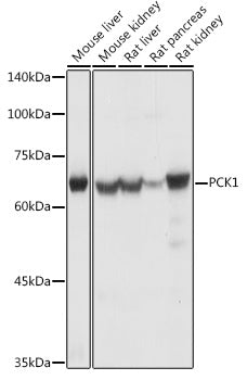 PCK1 Rabbit pAb