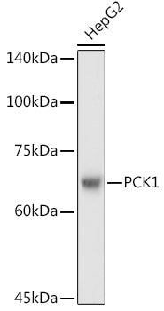 PCK1 Rabbit pAb