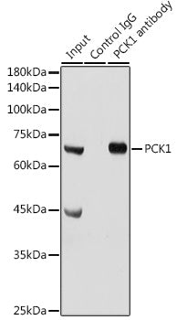 PCK1 Rabbit pAb