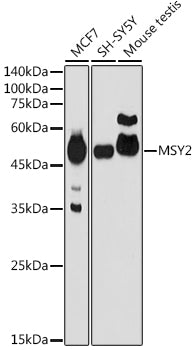 MSY2 Rabbit pAb