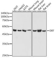 DBT Rabbit pAb