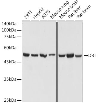DBT Rabbit pAb