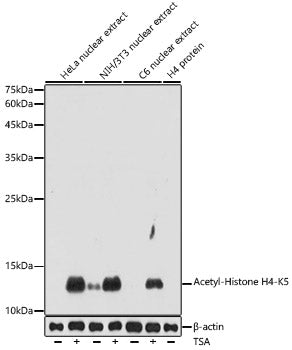 Acetyl-Histone H4-K5 Rabbit pAb