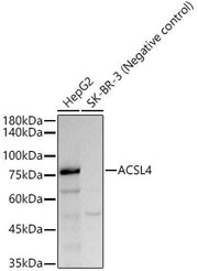 ACSL4 Rabbit mAb