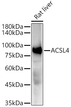ACSL4 Rabbit mAb