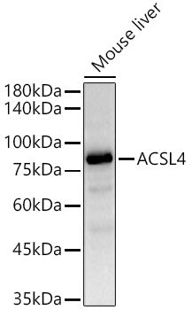 ACSL4 Rabbit mAb