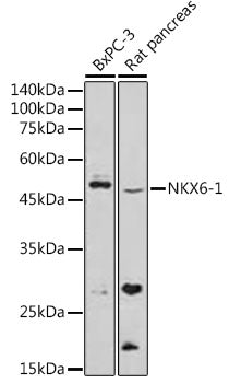 NKX6-1 Rabbit pAb