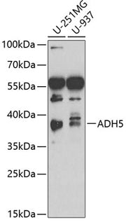 ADH5/GSNOR Rabbit pAb