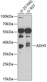 ADH5/GSNOR Rabbit pAb