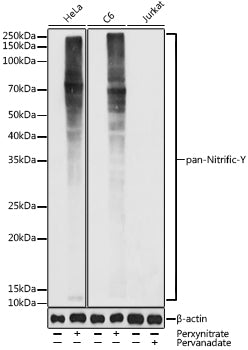 pan-Nitrific-Y Rabbit pAb
