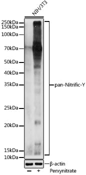 pan-Nitrific-Y Rabbit pAb
