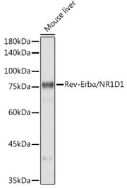 Rev-Erbα/NR1D1 Rabbit mAb