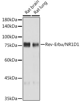 Rev-Erbα/NR1D1 Rabbit mAb
