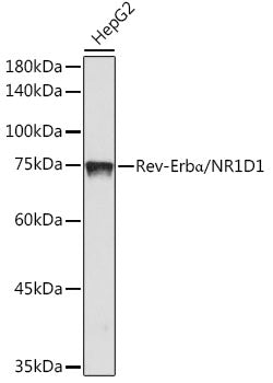 Rev-Erbα/NR1D1 Rabbit mAb