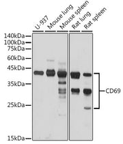 CD69 Rabbit pAb