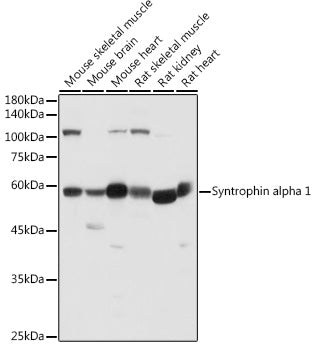 Syntrophin alpha 1 Rabbit pAb