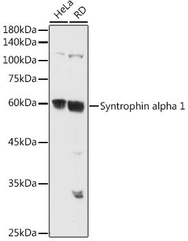 Syntrophin alpha 1 Rabbit pAb