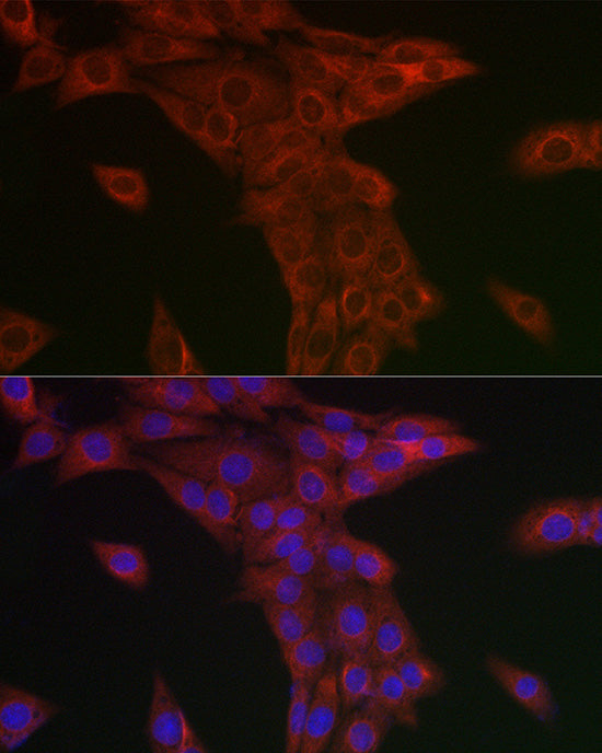 Syntrophin alpha 1 Rabbit pAb