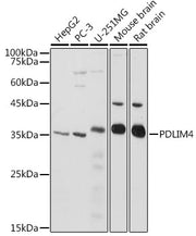 PDLIM4 Rabbit pAb