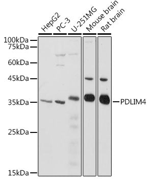 PDLIM4 Rabbit pAb