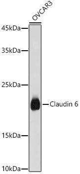 Claudin 6 Rabbit pAb