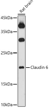 Claudin 6 Rabbit pAb