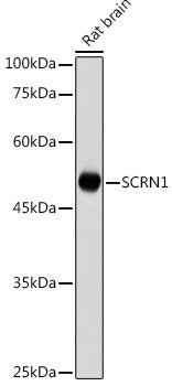 SCRN1 Rabbit pAb