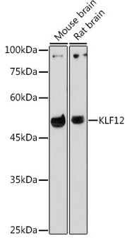 KLF12 Rabbit pAb