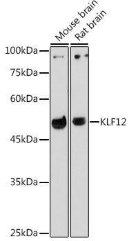 KLF12 Rabbit pAb