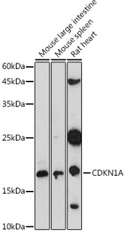 CDKN1A Rabbit pAb