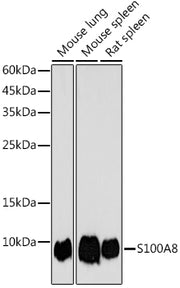 S100A8 Rabbit pAb