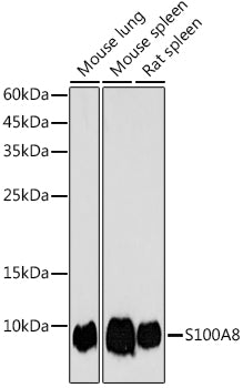 S100A8 Rabbit pAb