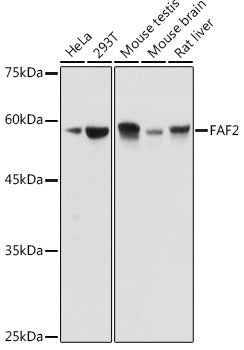 FAF2 Rabbit pAb