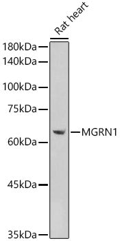 MGRN1 Rabbit pAb