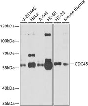 CDC45 Rabbit pAb
