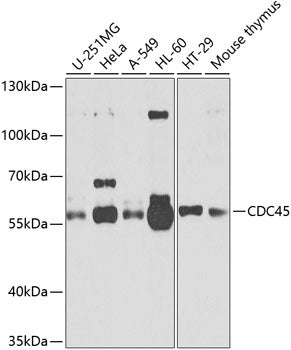 CDC45 Rabbit pAb