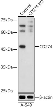 [KO Validated] CD274 Rabbit pAb