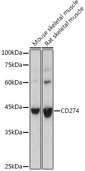 [KO Validated] CD274 Rabbit pAb