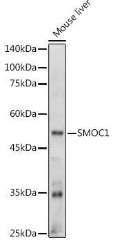 SMOC1 Rabbit pAb