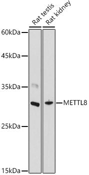 METTL8 Rabbit pAb