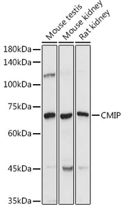 CMIP Rabbit pAb